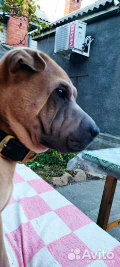 Собака в добрые руки отдам бесплатно