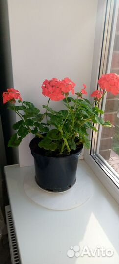 Герань пеларгония