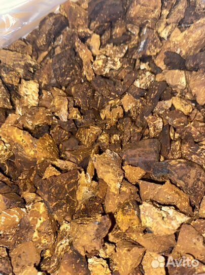 Чага березовая