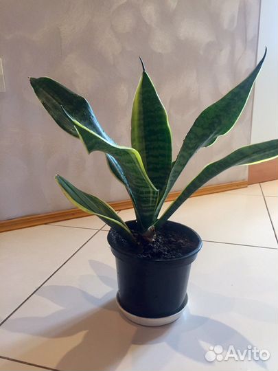 Сансевиерия ханни, щучий хвост