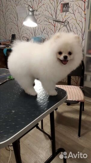 Грумер стрижка собак