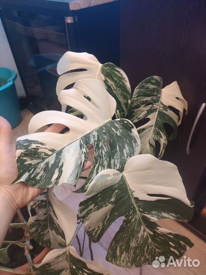 Монстера альба