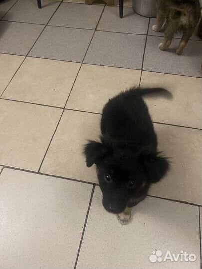 Щенки в добрые рук