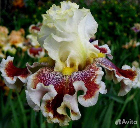 Ирис бородатый