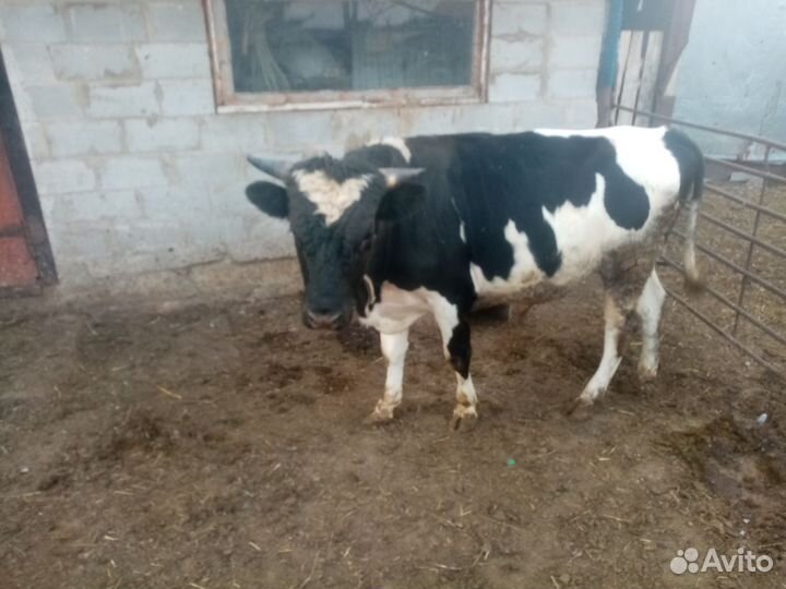 Быки и телки