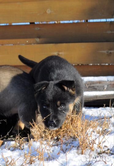 Щенок от крупного папы в добрые руки