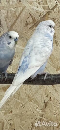 Домашние животные птицы оптом и в розницу