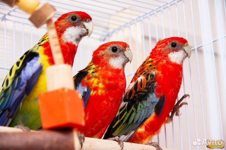 Попугаи розеллы пестрые красные