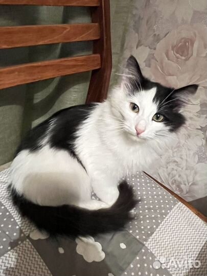 Котик в добрые руки