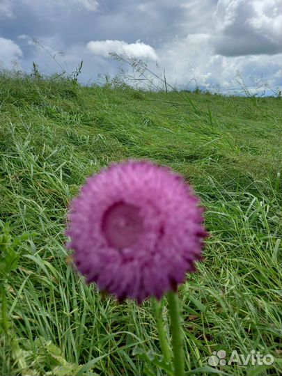 Откачали подсолнечник 2023.кореандр,акация