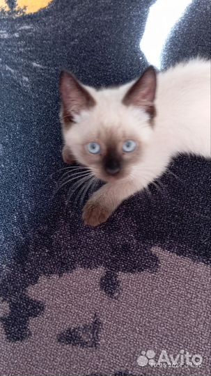 Тайские котята
