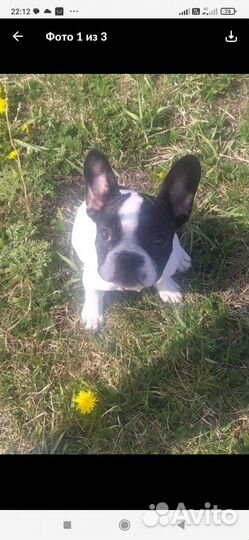 Французский бульдог девочка