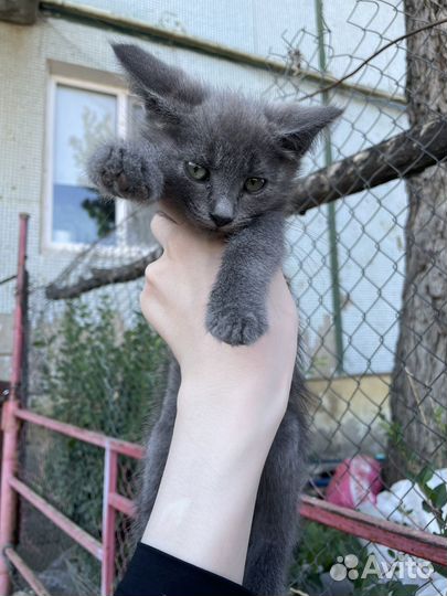 Котенок в добрые руки