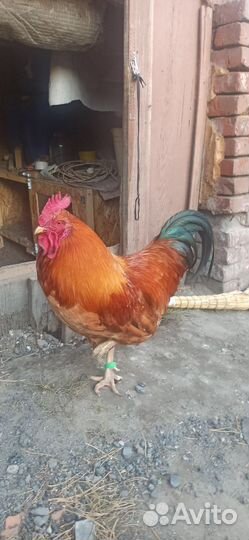 Петух Кучинская Юбилейная