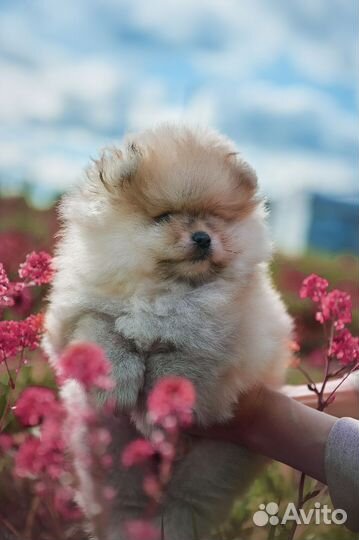 Померанский шпиц медвежьего типа