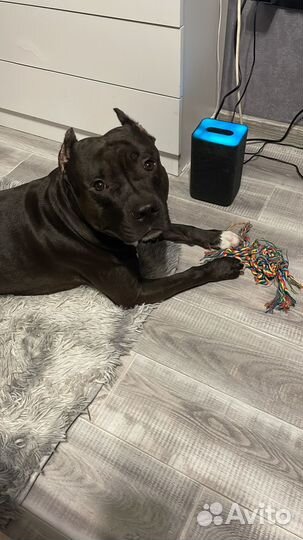 Вязка собак американский стаффордширский терьер