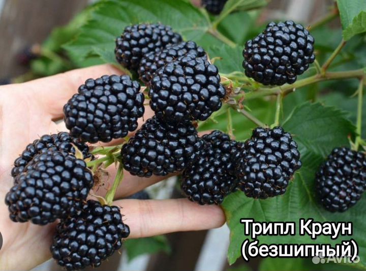 Саженцы ежевики