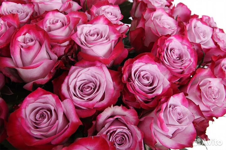 Саженцы роз