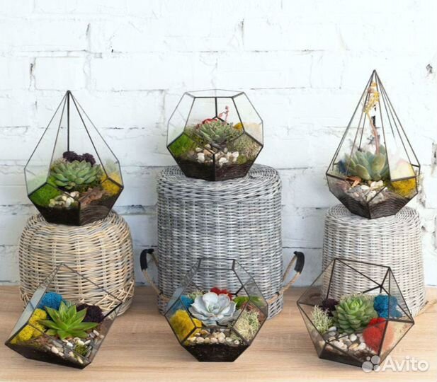 Суккуленты