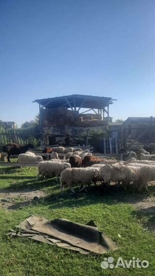 Продаются баранчики мартовские 45голов