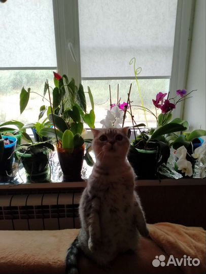 Жалюзи и рулонные шторы на окна