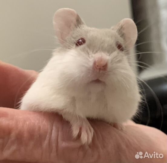 Джунгарские хомячки разных окрасов