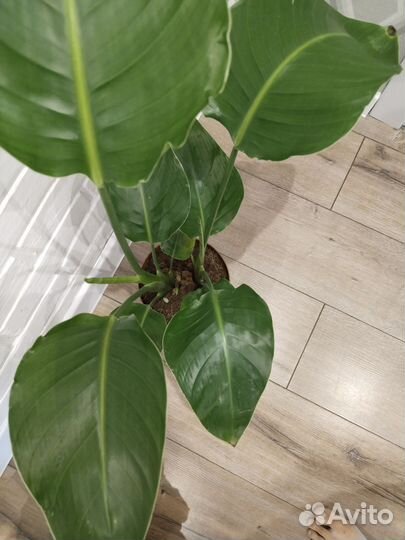 Стрелиция Николая комнатные растения цветы