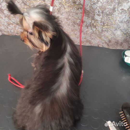 Йорк мини девочка