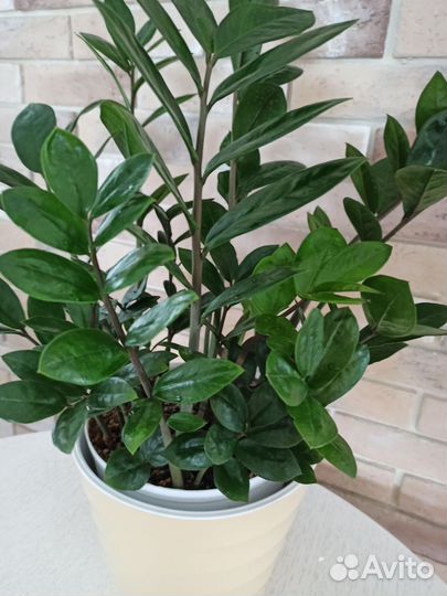 Замиокулькас