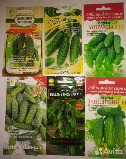 Рассада огурцов