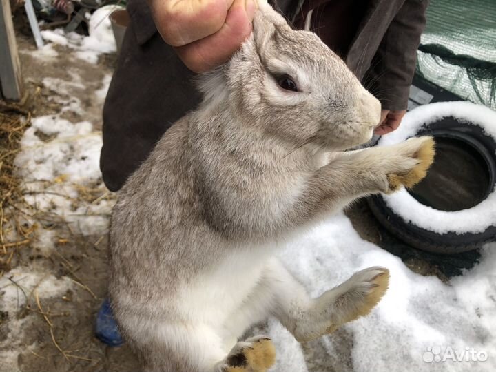 Кролики мясных пород