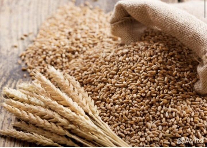 Зерно овса, ячменя, пшеницы
