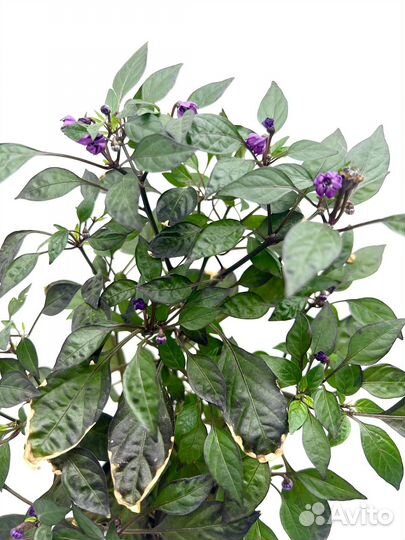 Острый перчик Черная жемчужина в горшке