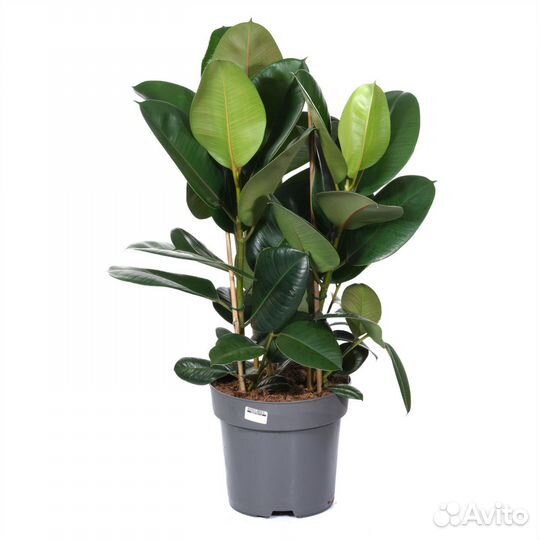 Растения для офиса