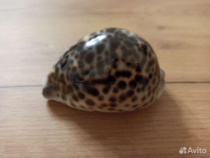 Морская раковина