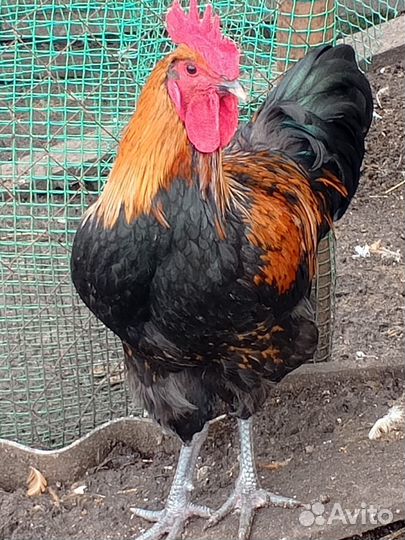 Молодые петухи