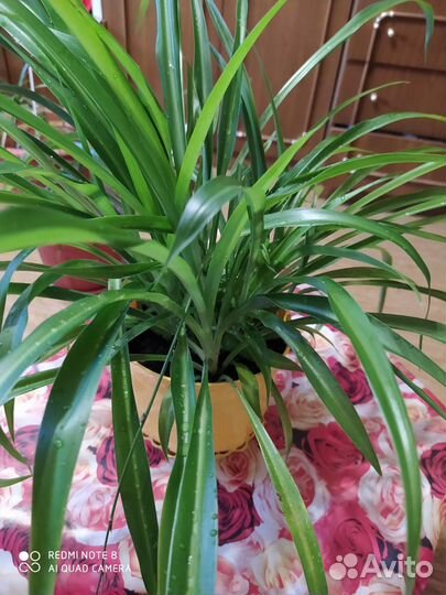 Комнатные растения цветы