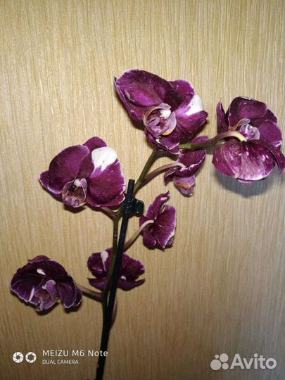 Орхидея фаленопсис 