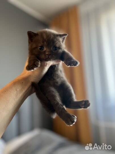 Шотландские котята