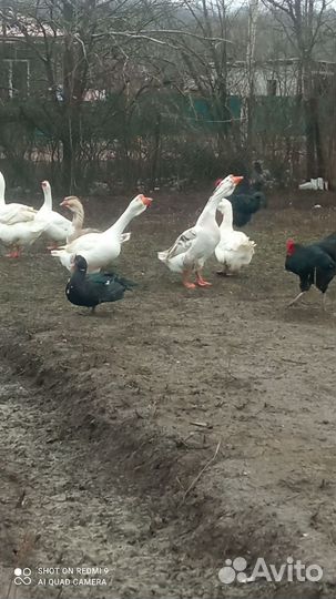 Гуси холмогоры