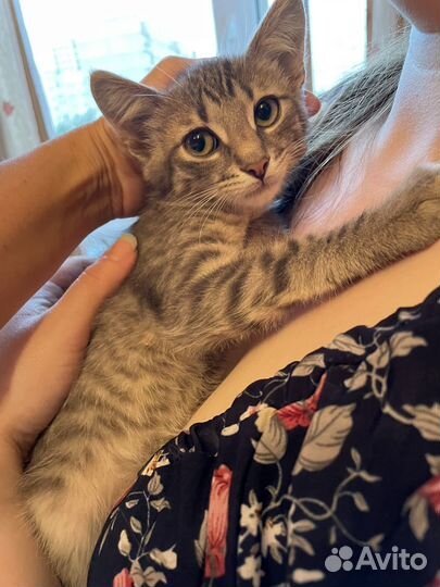 Котенок серый-полосатый в добрые руки