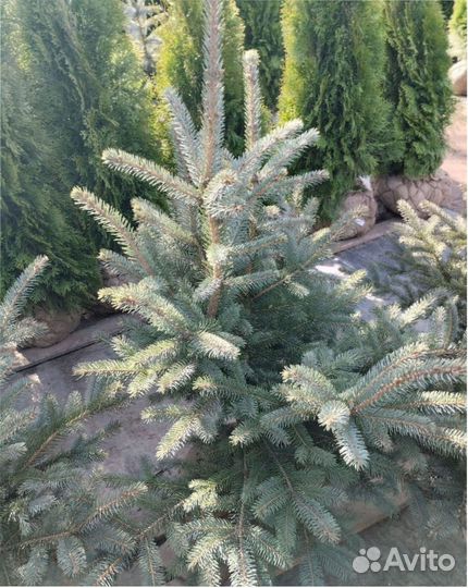 Туя коническая шаровидная Сосна горная Ель глаука
