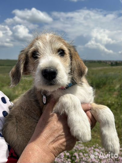 Щенок терьеристого типа в добрые руки