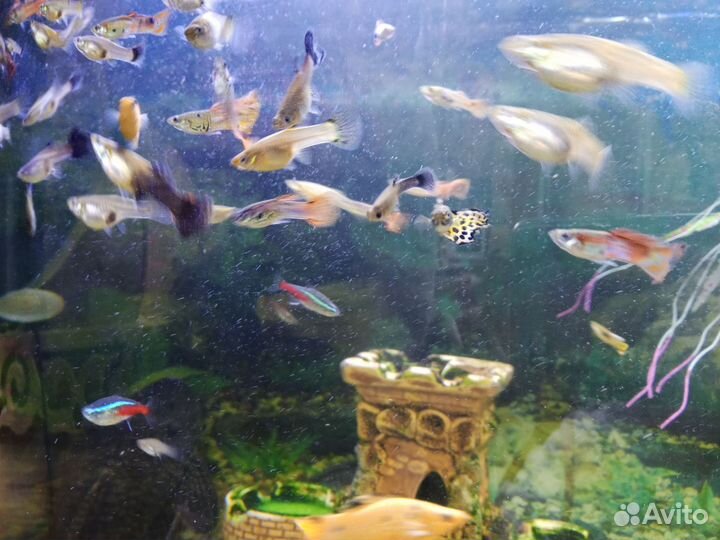 Аквариумные рыбки