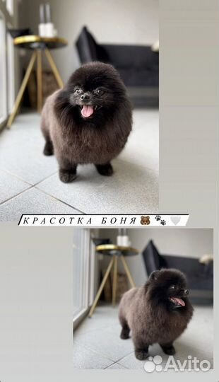 Стрижка собак и кошек