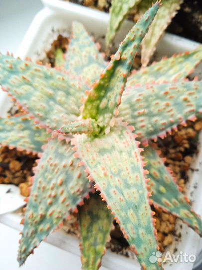 Алоэ рауха гибрид культивар коллекционный