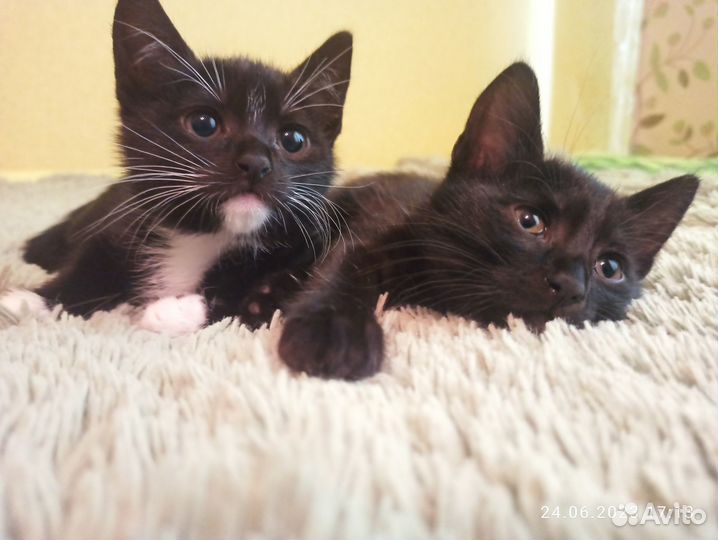 Черные кошечки