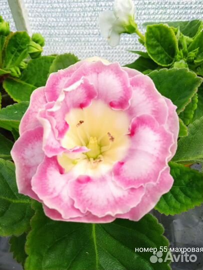 Семена глоксинии