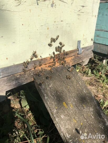 Продам пчелосемьи