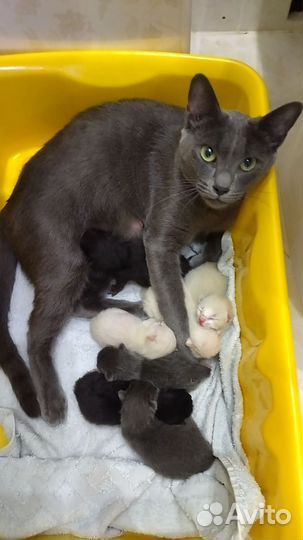 Сиамские котята